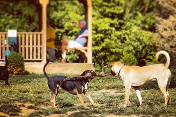 Sawyer Dog Park at E.P. Tom Sawyer State Park photo 1